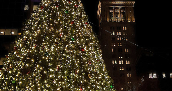 Boston Christmas Trees Boston Christmas Trees