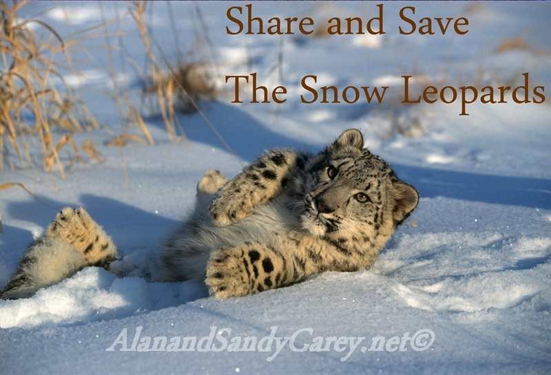 Snow Leopards Snow Leopards